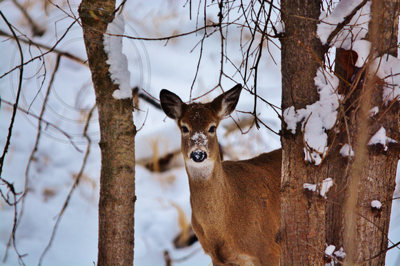 Deer-Doe