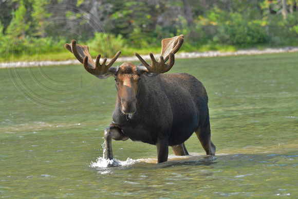Moose Bull-Glacier Park