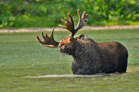 Moose Bull