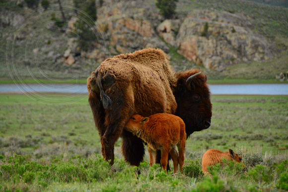 Bison-Bison calf feeding