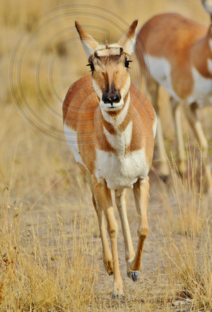 Pronghorn-Female