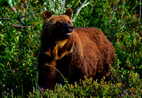 Grizzly Bear-Glacier Park