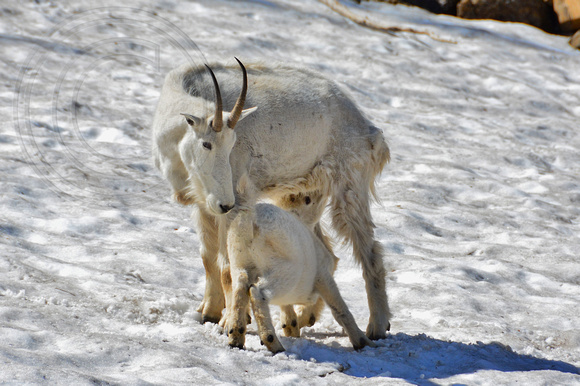 Mountain Goat-Female with baby