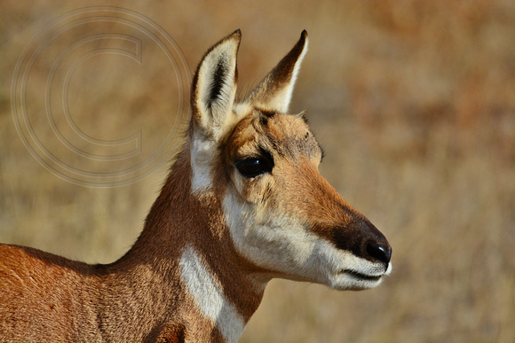 Pronghorn-Female