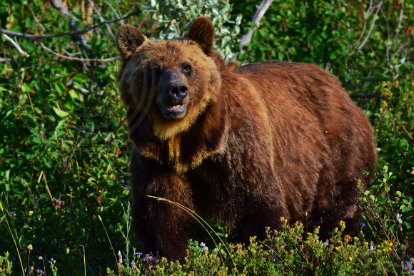 Grizzly Bear-Glacier Park