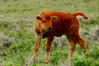 Bison-Calf