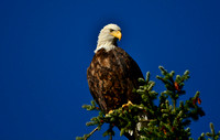 Bald Eagle, Montana