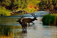 Elk Crossing