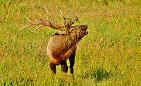 Elk Bugling