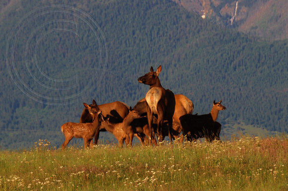 Elk-Female with calves