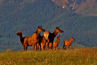 Elk-Female with calves