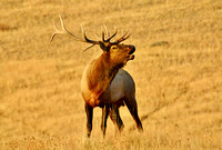 Elk Bugling