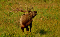Elk-Bugling