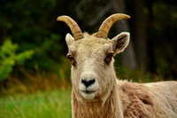 Bighorn Sheep-Ewe