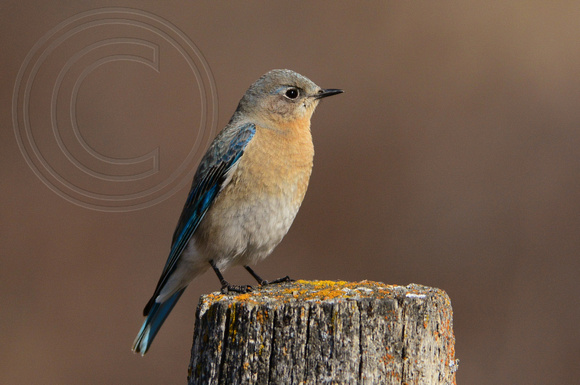 Bluebird-Female