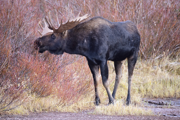 Bull Moose Glacier Parkl