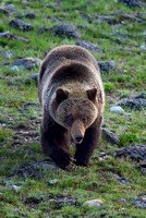 Grizzly Bear Yellowstone