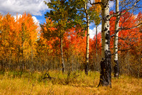 Fall Color Aspens in the Rocky Mountains