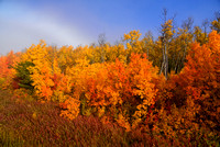 Fall Foliage Rocky Mountains