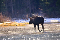 Bull Moose Glacier Park