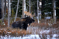 Bull Moose Yellowstone