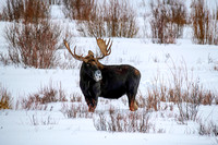 Bull Moose Yellowstone