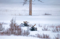 Bull Moose Winter Snowstorm