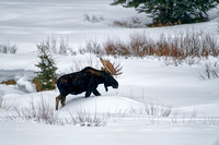 Bull Moose Winter