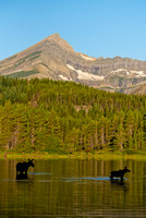 Bull Moose Glacier Park