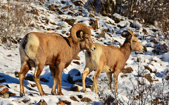 Bighorn Sheep Ram and Ewe