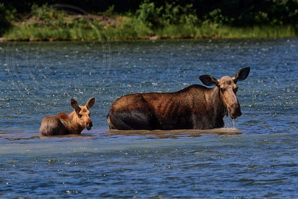 Moose Cow & Calf