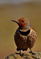 Flicker-Woodpecker