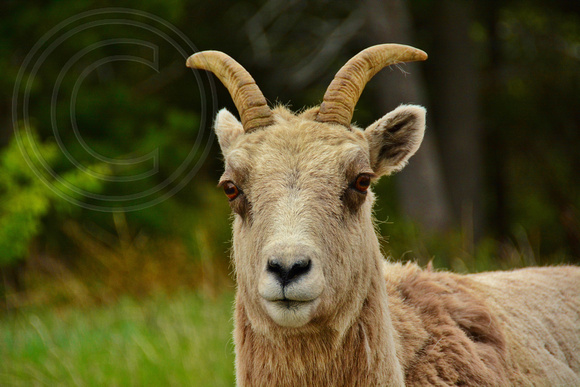 Bighorn Sheep-Ewe