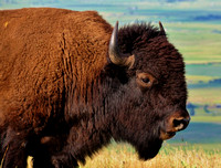 Bison-Bull head profile