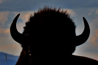 Bison-profile