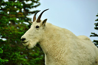 Mountain Goat