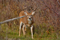 Whitetail Buck