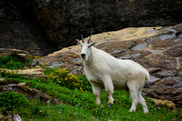 Mountain Goat