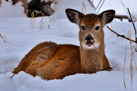 Deer-Fawn