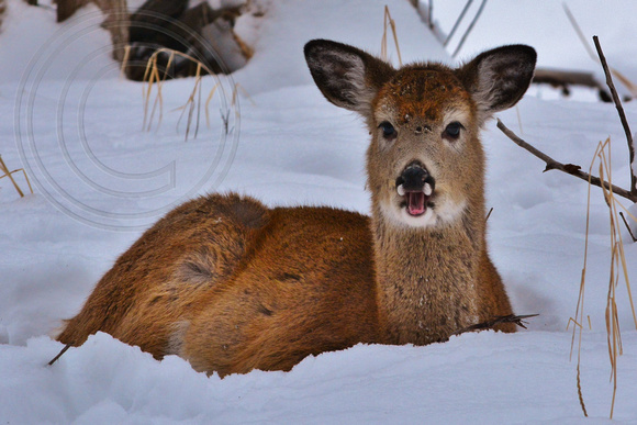 Deer-Fawn