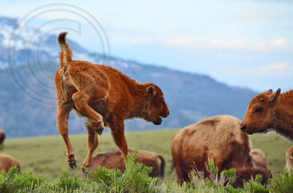 Bison-Calf