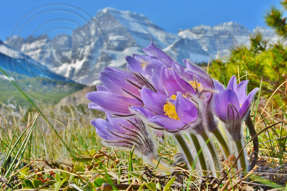 Glacier Park, Pasque Flower