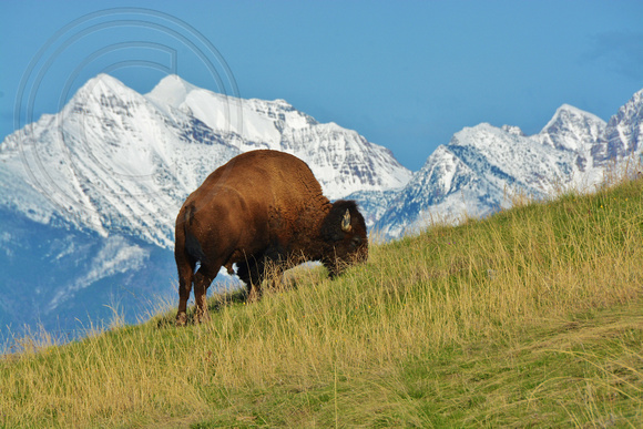 National Bison Range, Montana