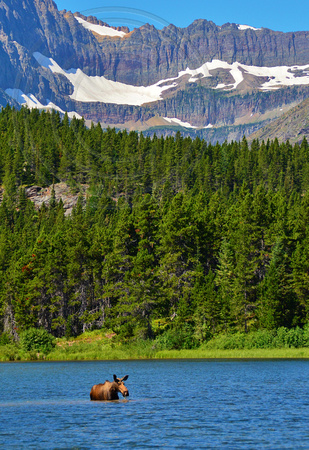 Moose-Glacier Park