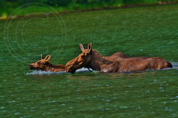 Moose-Cow and calf swimming