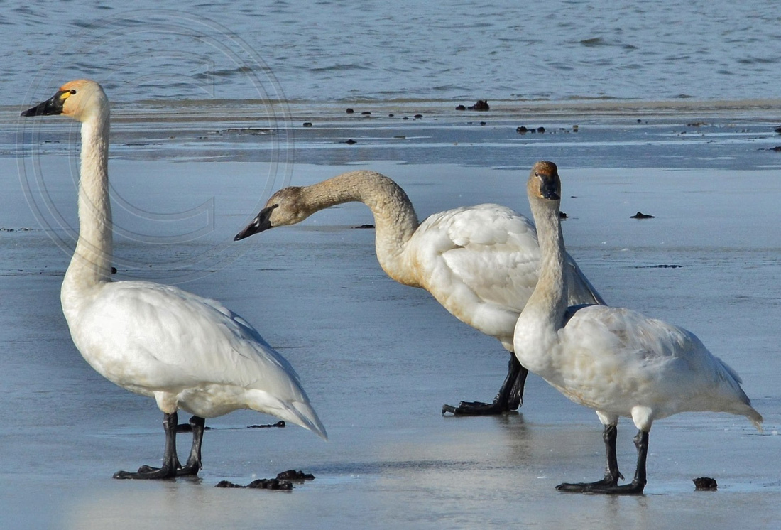 Swans during migration