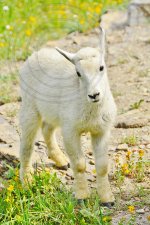 Mountain Goat-Kid