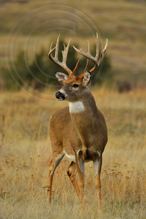 Whitetail Buck, Montana
