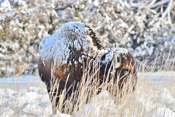 Bison covered in snow