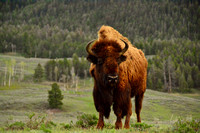 Bison-Female